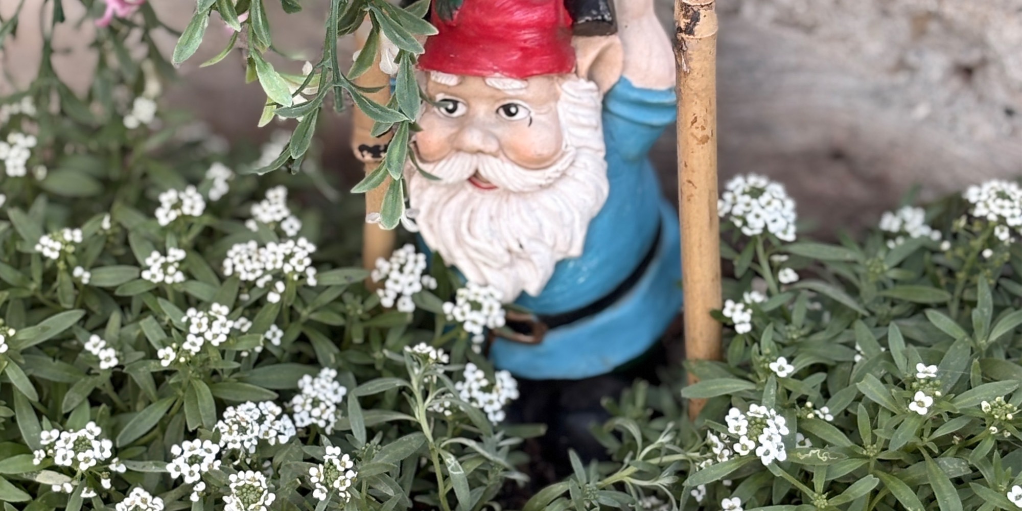 Closeup of a garden gnome surrounded by white flowers.
